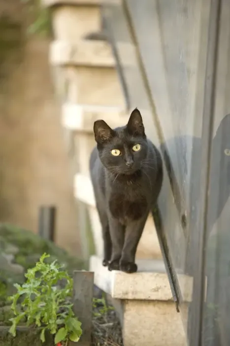 Framed Print : Cat - Black cat walking on ledge - Rome - Italy Framed Print : Cat - Black cat walking on ledge - Rome - Italy