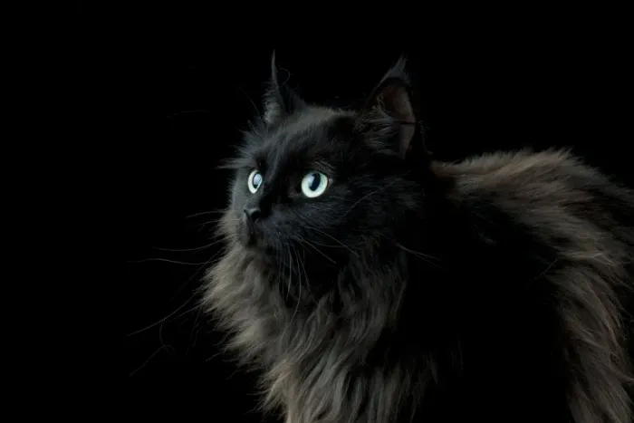 Framed Print : CAT - Black long haired cat Framed Print : CAT - Black long haired cat