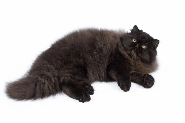 Cat - Black Persian - lying down