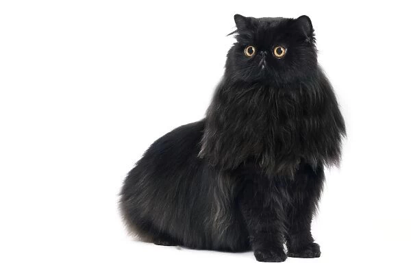 Cat - Black Persian in studio
