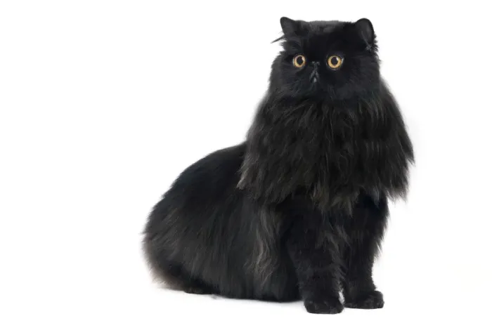 Framed Print : Cat - Black Persian in studio