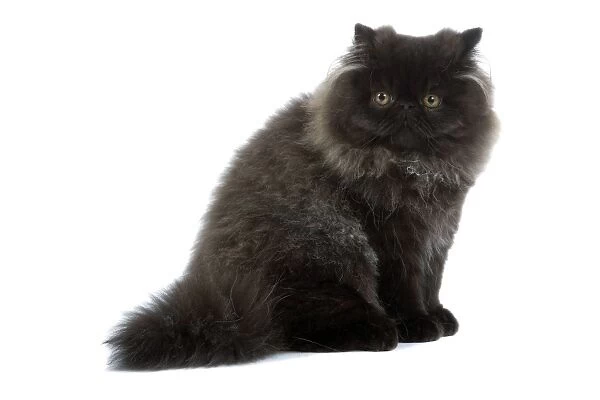 Cat - black Persian in studio
