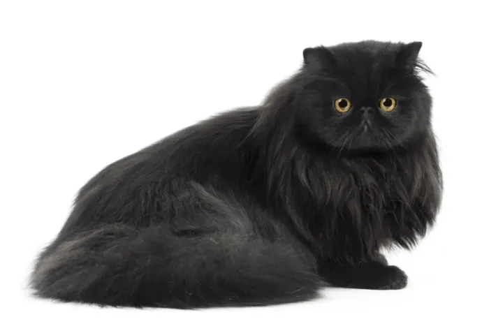 Framed Print : Cat - Black Persian in studio Framed Print : Cat - Black Persian in studio