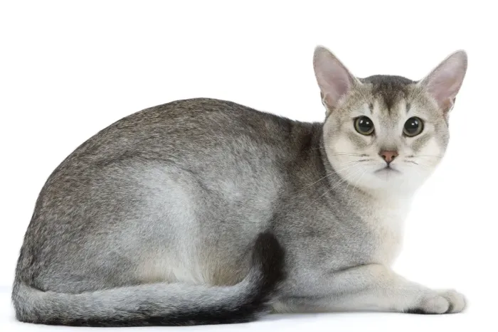 Framed Print : Cat - black & silver Abyssinian in studio Framed Print : Cat - black & silver Abyssinian in studio