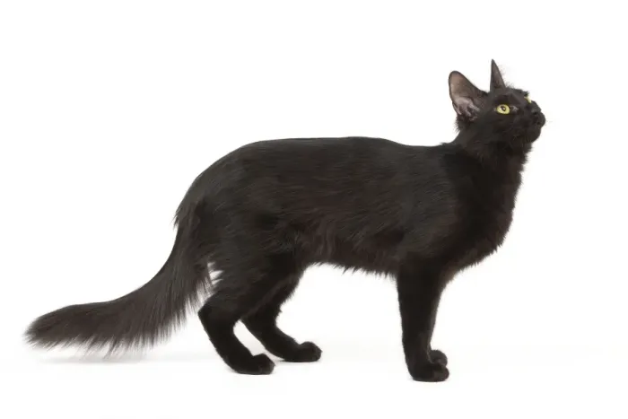 Framed Print : Cat - Black Turkish Angora in studio Framed Print : Cat - Black Turkish Angora in studio