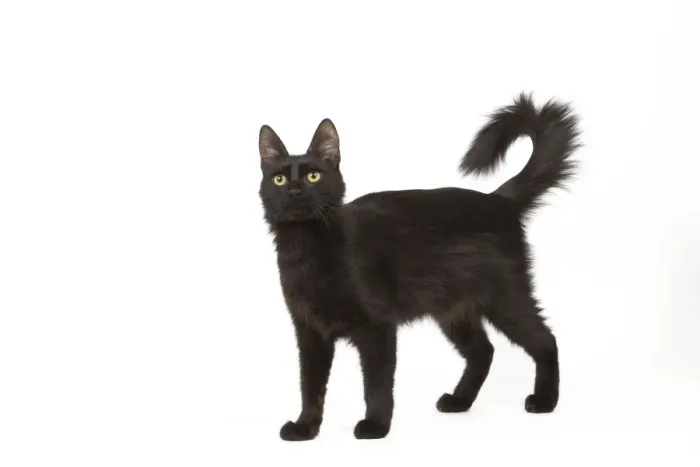 Framed Print : Cat - Black Turkish Angora in studio Framed Print : Cat - Black Turkish Angora in studio