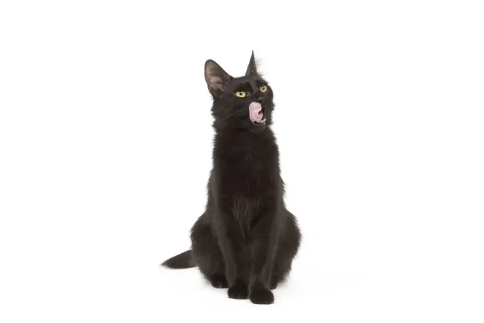 Framed Print : Cat - Black Turkish Angora in studio licking lips Framed Print : Cat - Black Turkish Angora in studio licking lips