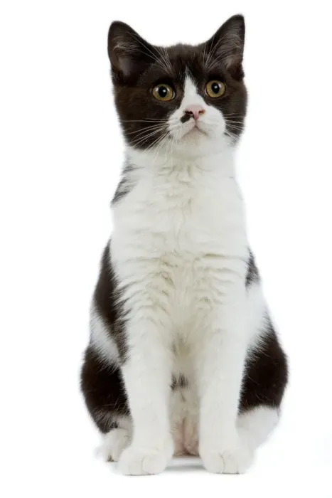 Framed Print : Cat - Black and white British shorthair kitten in studio Framed Print : Cat - Black and white British shorthair kitten in studio