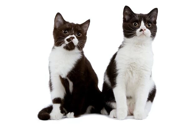 Cat - black & white British shorthair kittens in studio