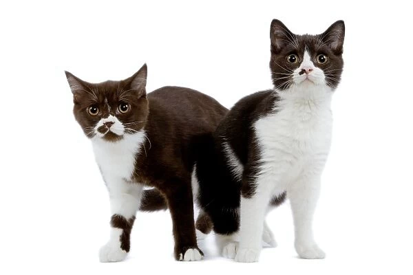 Cat - black & white British shorthair kittens