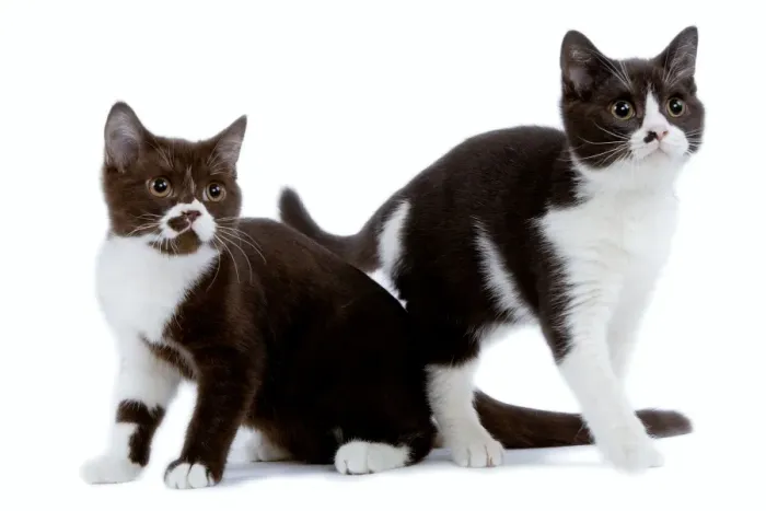 Framed Print : Cat - black & white British shorthair kittens in studio Framed Print : Cat - black & white British shorthair kittens in studio