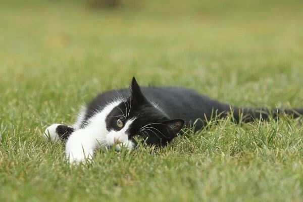 Cat - Black & White Cat