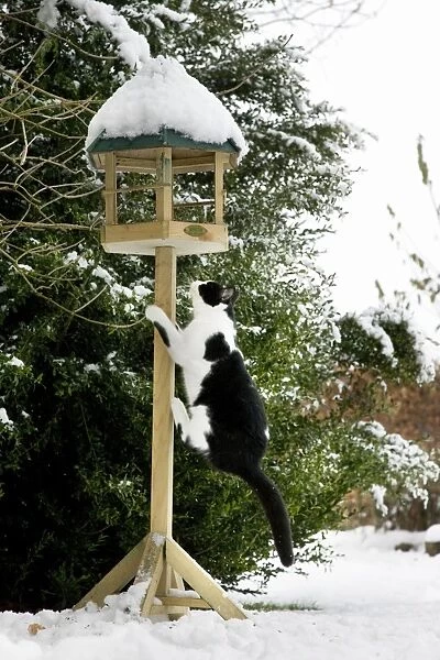 Cat - black & white cat climbing up a bird feeding table in snow