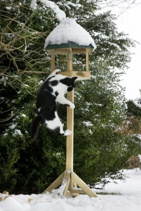 Framed Print : Cat - black & white cat climbing up a bird feeding table in snow Framed Print : Cat - black & white cat climbing up a bird feeding table in snow
