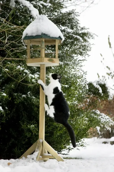 Framed Print : Cat - black & white cat climbing up a bird feeding table in snow Framed Print : Cat - black & white cat climbing up a bird feeding table in snow