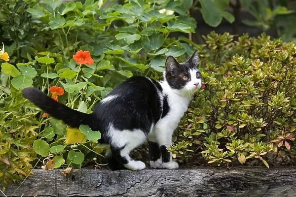Cat - black & white cat in garden