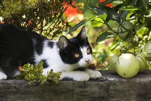 Cat - black & white cat in garden