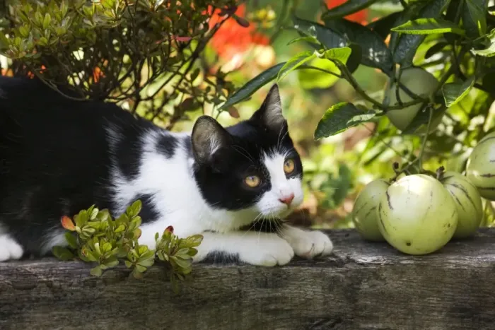 Framed Print : Cat - black & white cat in garden Framed Print : Cat - black & white cat in garden