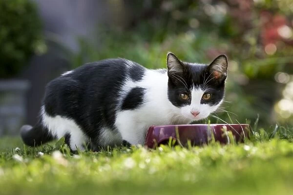 Cat - black & white cat in garden eating from bowl