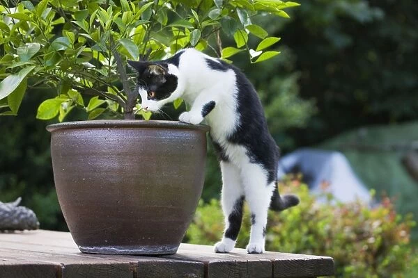 Cat - black & white cat in garden - looking in plant pot
