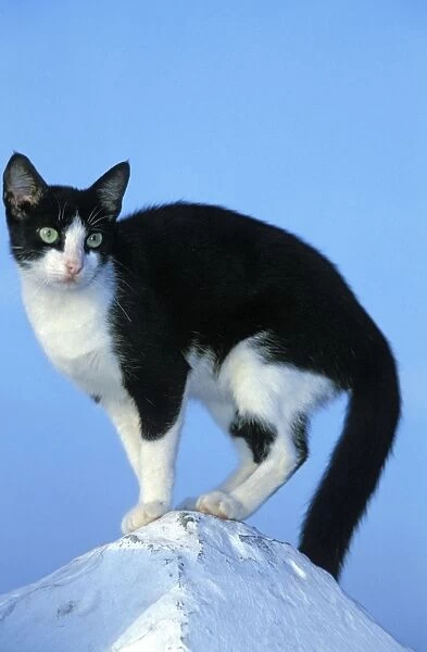 Cat - Black & White Cat - Morocco