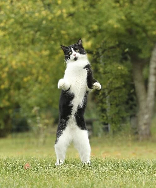 Cat - Black & White Cat - standing on hind legs