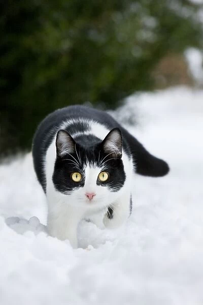 Cat - black & white cat walking through snow
