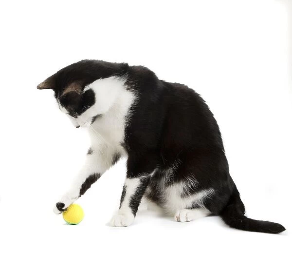Cat - Black & White domestic Cat - with ball