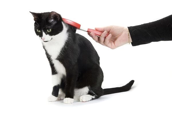 Cat - Black & White domestic Cat - being brushed Cat - Black & White domestic Cat - being brushed