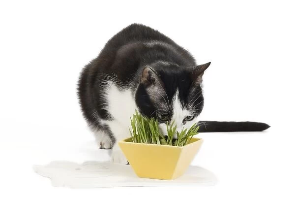 Cat - Black & White domestic Cat - eating plant