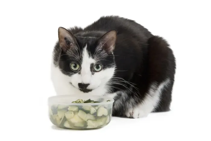 Framed Print : Cat - Black & White domestic Cat - lying down at bowl of vegetables Framed Print : Cat - Black & White domestic Cat - lying down at bowl of vegetables