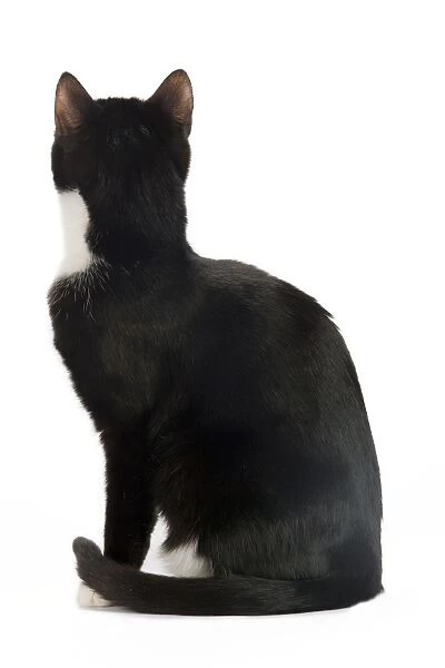 Cat - Black & White domestic Cat - rear view