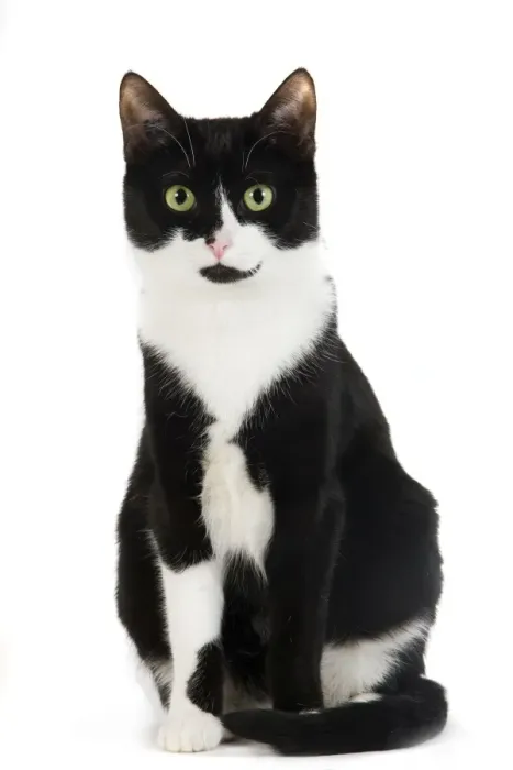 Framed Print : Cat - Black & White domestic Cat - sitting down Framed Print : Cat - Black & White domestic Cat - sitting down