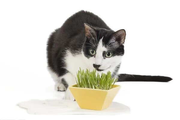 Cat - Black & White domestic Cat - sniffing plant