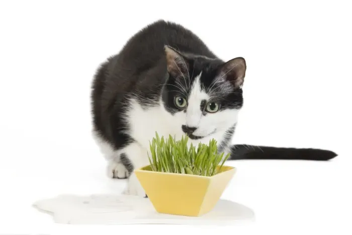 Framed Print : Cat - Black & White domestic Cat - sniffing plant Framed Print : Cat - Black & White domestic Cat - sniffing plant