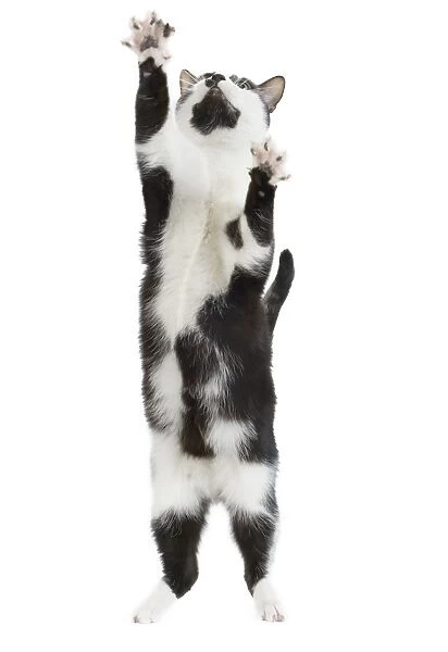 Cat - Black & White domestic Cat - standing up on hind legs