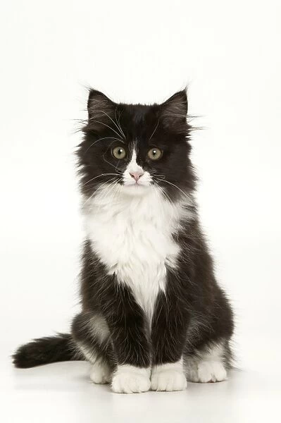 Cat - Black & White Kitten