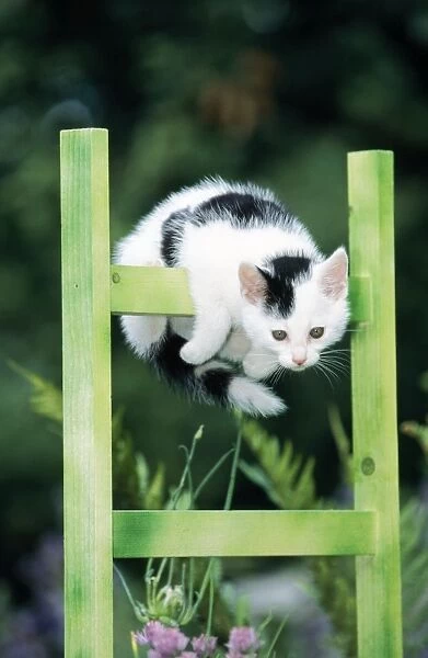 Cat Black & White Kitten