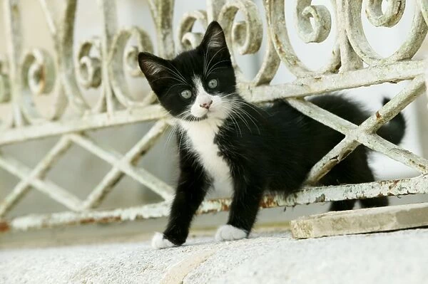Cat Black and white kitten climbing through hole in fence