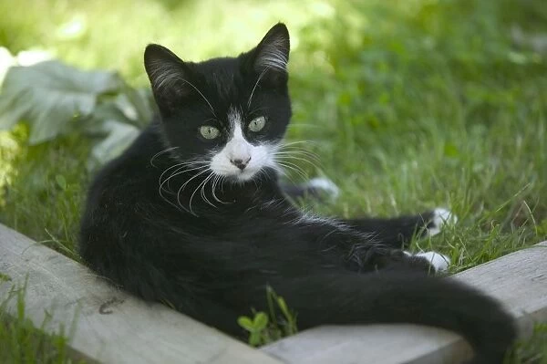 Cat - Black & White kitten in garden
