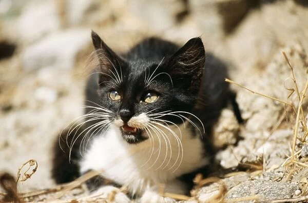 Cat Black & White Kitten, Santorini Island, Greece