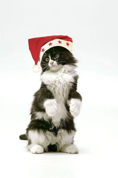 Cat - Black and White Kitten - standing on hind legs wearing Christmas hat