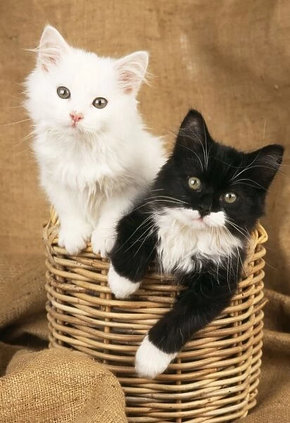 Cat - Black & White Kittens in a basket