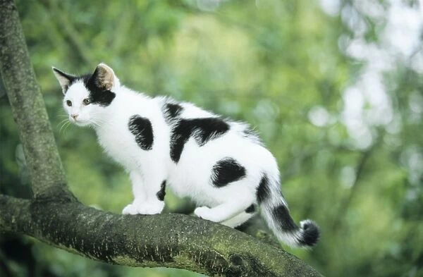 Cat - blotched black on white kitten in tree