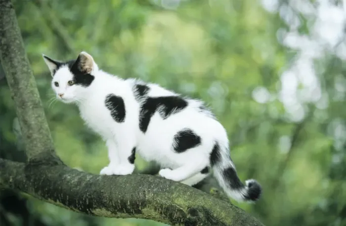 Framed Print : Cat - blotched black on white kitten in tree Framed Print : Cat - blotched black on white kitten in tree