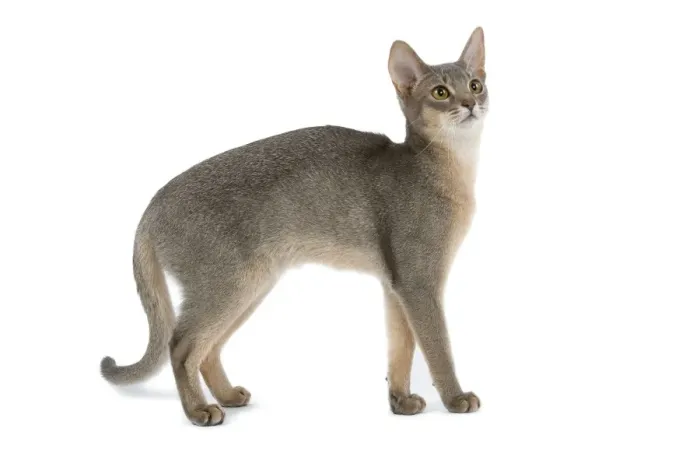 Framed Print : Cat - blue Abyssinian in studio Framed Print : Cat - blue Abyssinian in studio