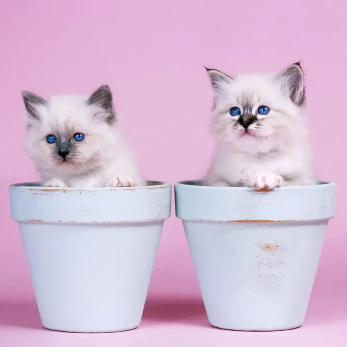 Framed Print : Cat - Blue Birman and Seal Tabby Birman Kittens in flowerpots Framed Print : Cat - Blue Birman and Seal Tabby Birman Kittens in flowerpots