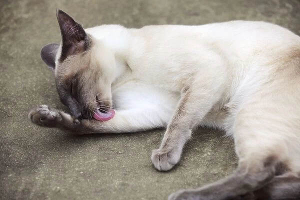 CAT. Blue point siamese cat lying on the ground licking its leg