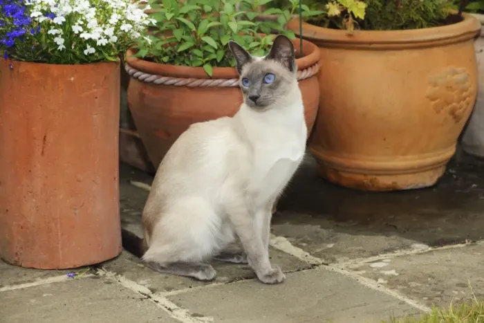 Framed Print : CAT. Blue point siamese cat sitting in front of a flower pot Framed Print : CAT. Blue point siamese cat sitting in front of a flower pot