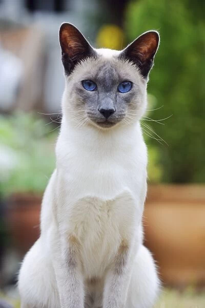 CAT. Blue point siamese cat sitting in the garden